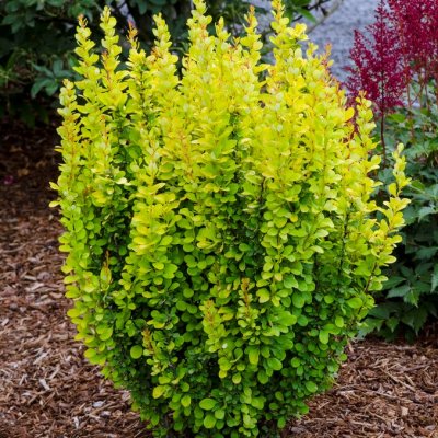 Berberis thunbergii Golden Rocket ®, Häckberberis, C2