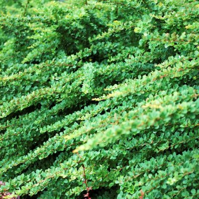 Berberis thunbergii Green Carpet, Berberis, 30-40 C2,5