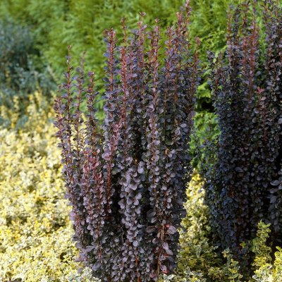 Berberis thunbergii Helmond Pillar, Pelarberberis, 40-50 C5