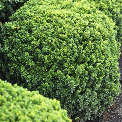 Berberis thunbergii Kobold, Dvärgberberis