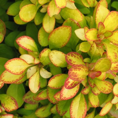 Berberis thunbergii Limoncello ®, Berberis