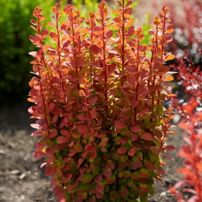 Berberis thunbergii Orange Rocket ®, Häckberberis, C2