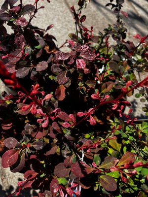 Berberis thunbergii Pink Perfection