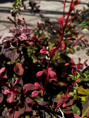 Berberis thunbergii Pink Perfection 2