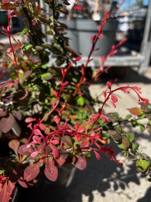 Berberis thunbergii Pink Perfection 3