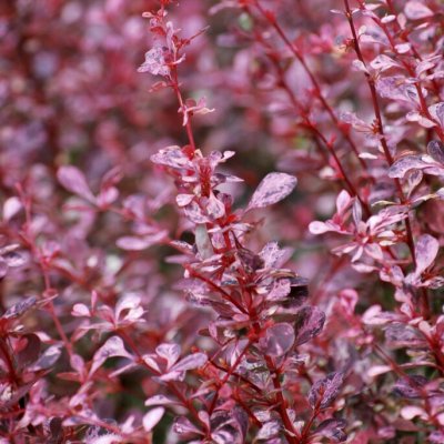 Berberis thunbergii Pink Queen, Röd Häckberberis