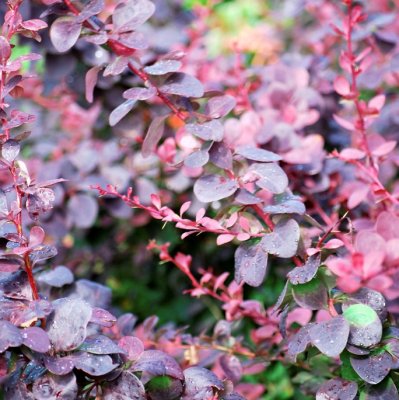 Berberis thunbergii Red Rocket, Häckberberis