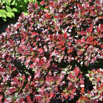 Berberis thunbergii Bagatelle, Häckberberis, 20-25 C2