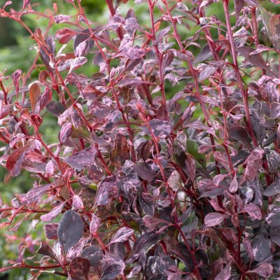 Berberis thunbergii Rose Glow, Brokberberis