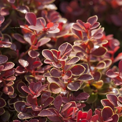 Berberis thunbergii Ruby Star ®, Dvärgberberis