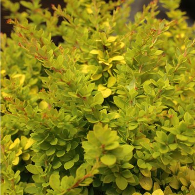 Berberis thunbergii Sunsation ®, Dvärgberberis