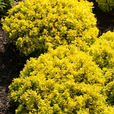 Berberis thunbergii Tiny Gold ®, Berberis, C2