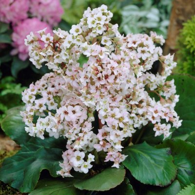 Bergenia hybr. Bressingham White, Trädgårdsbergenia