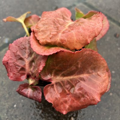 Bergenia cordifolia Möja Höstfärg