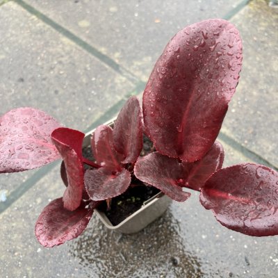 Bergenia hybr. Rotblum