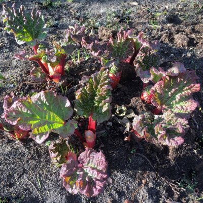 Rheum rhabarbarum Berit, Rabarber
