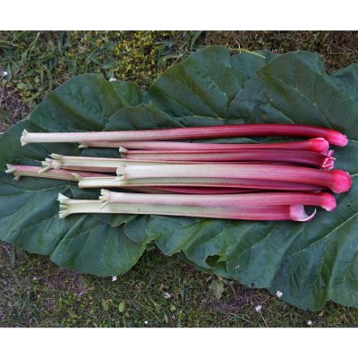 Rheum rhabarbarum Berit, Rabarber