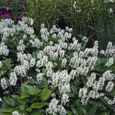 Betonica macrantha Alba, Praktbetonika, P9cm