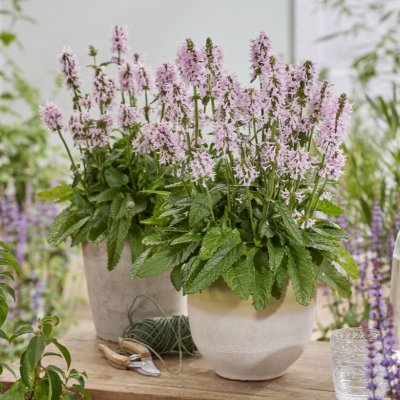 Betonica officinalis Summer Sweets, Humlesuga