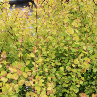 Betula nana Golden Treasure ®, Dvärgbjörk