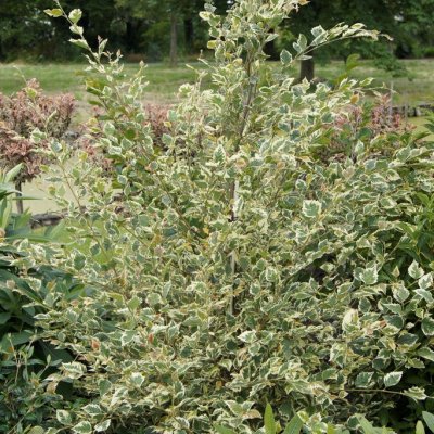 Betula nigra Shiloh Splash, Svartbjörk
