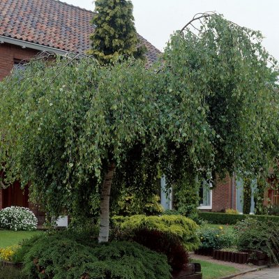 Betula pendula Youngii, Tårbjörk