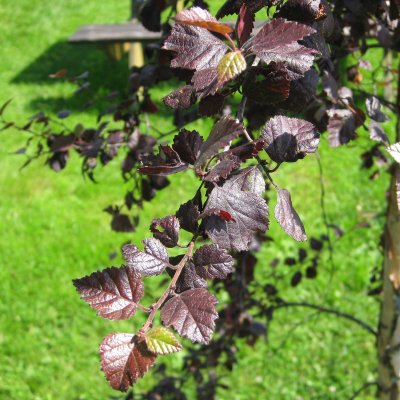 Betula pubescens Rubra, Finsk Rödbjörk, utr 150-175 C7,5
