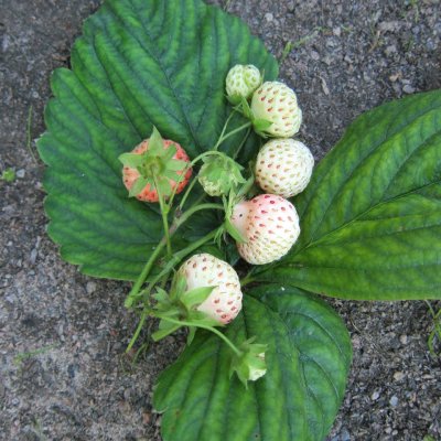 Fragaria ananassa Bianca, Vit Jordgubbe, P9cm