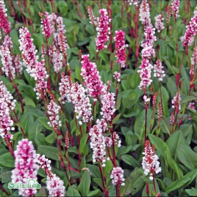 Bistorta affinis Darjeeling Red, Bergormrot, P9cm