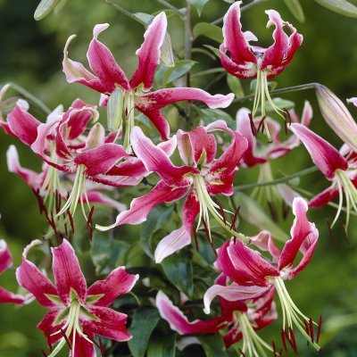 Orientalisk Lilja Black Beauty 3st