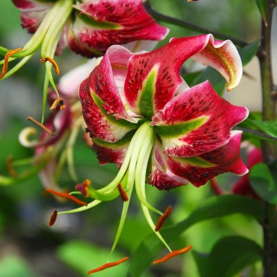 Lilium chalcedonicum Black Beauty, Turbanlilja, P11cm