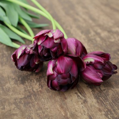 Tulpan Mix Purple Contraste 30st