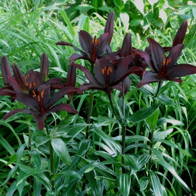 Asiatisk Lilja Blacklist 3st