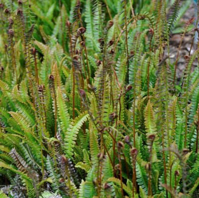 Blechnum penna-marina, Dvärgbräken, P9cm