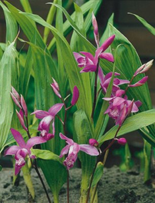 Bletilla striata, Mikadoblomma, P9cm