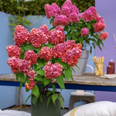 Hydrangea paniculata Bloody Marie ®