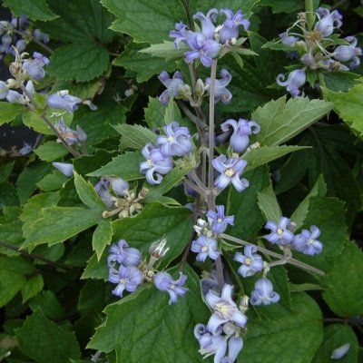 Clematis heracleifolia Blue Dwarf
