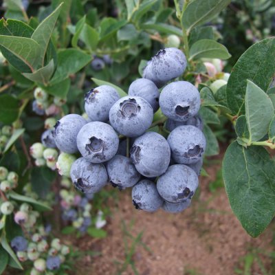 Vaccinium corymbosum Bluegold