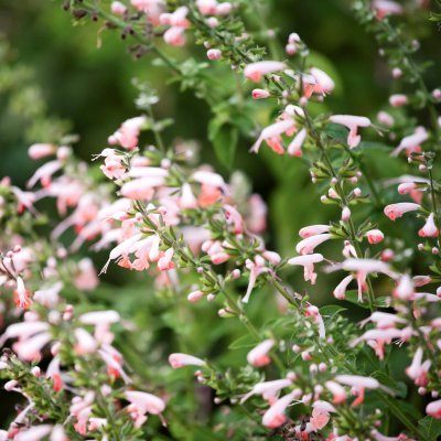 Salvia, Scharlakans-, Summer Jewel Pink