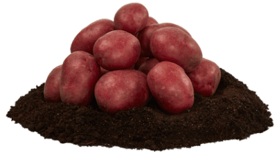 Sättpotatis Bordeaux 1kg