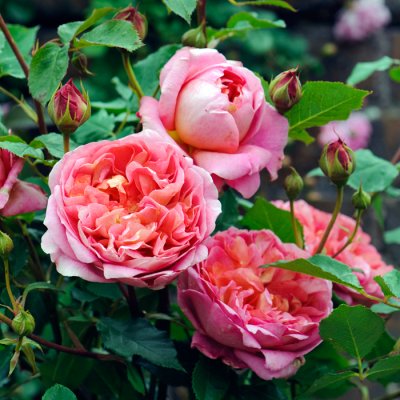 austin Boscobel ® (Auscouisin), Engelsk Buskros