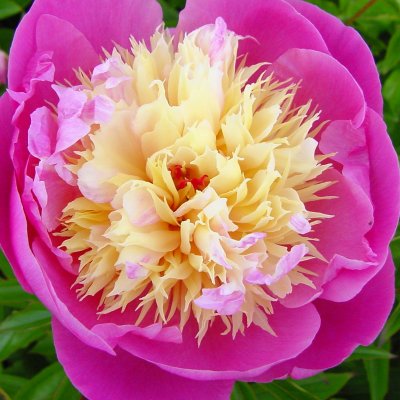 Paeonia lactiflora Wladyslawa (Bowl of Love)