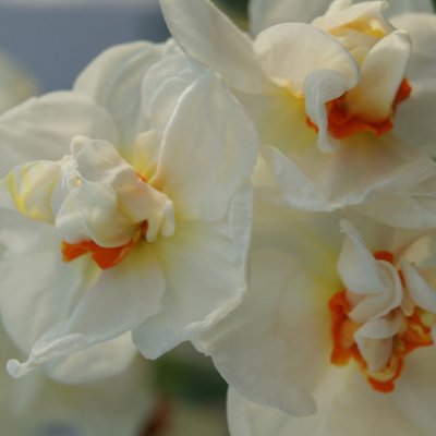 Narcissus medi. Bridal Crown