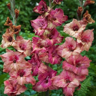 Gladiol Storblommig Brunette 10st