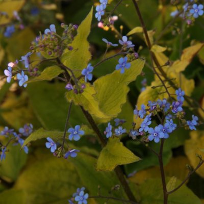 Brunnera macrophylla Diane´s Gold, Kaukasisk Förgätmigej, P9cm