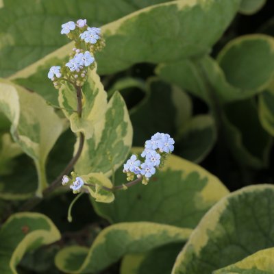 Brunnera macrophylla Hadspen Cream, Kaukasisk Förgätmigej, P9cm