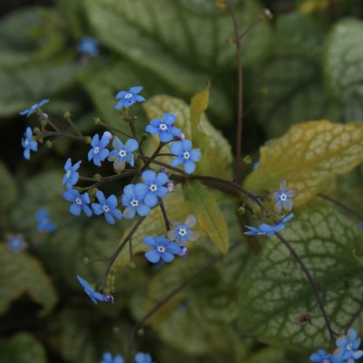Brunnera macrophylla Jacks Gold ®, Kaukasisk Förgätmigej, P9cm