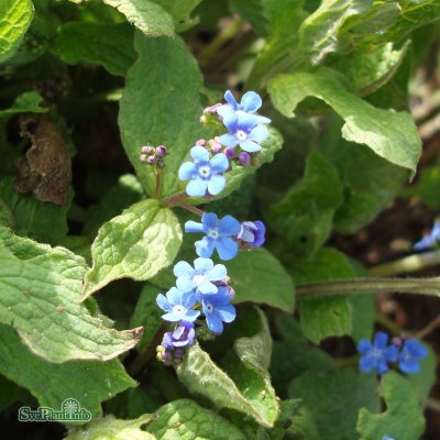 Brunnera macrophylla, Kaukasisk Förgätmigej, P9cm