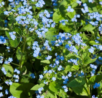 Brunnera macrophylla, Kaukasisk Förgätmigej, P9cm