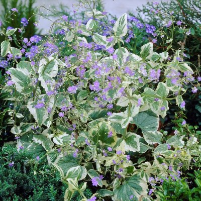 Brunnera macrophylla Hadspen Cream, Kaukasisk Förgätmigej, P9cm